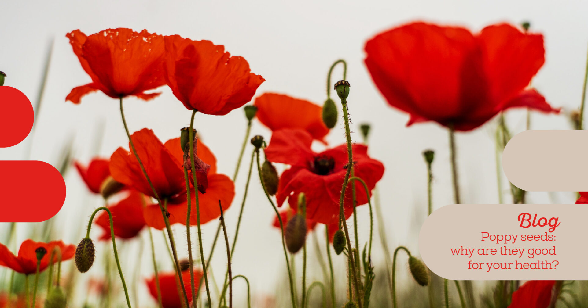 POPPY SEEDS WHY ARE THEY GOOD FOR YOUR HEALTH Snacks Horneados 